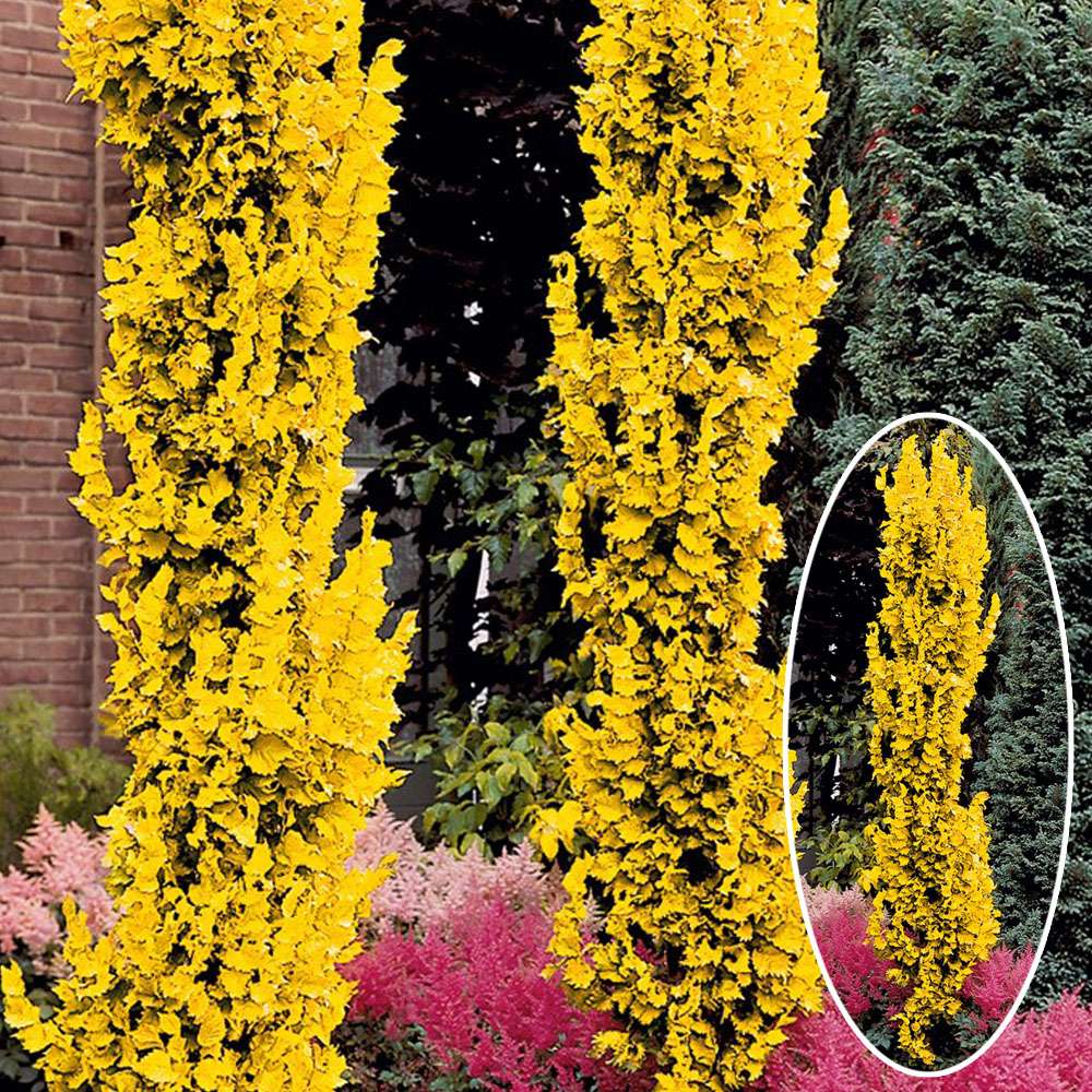 32+ Solitärpflanze Garten, Zum beispiel im vorgarten, an der