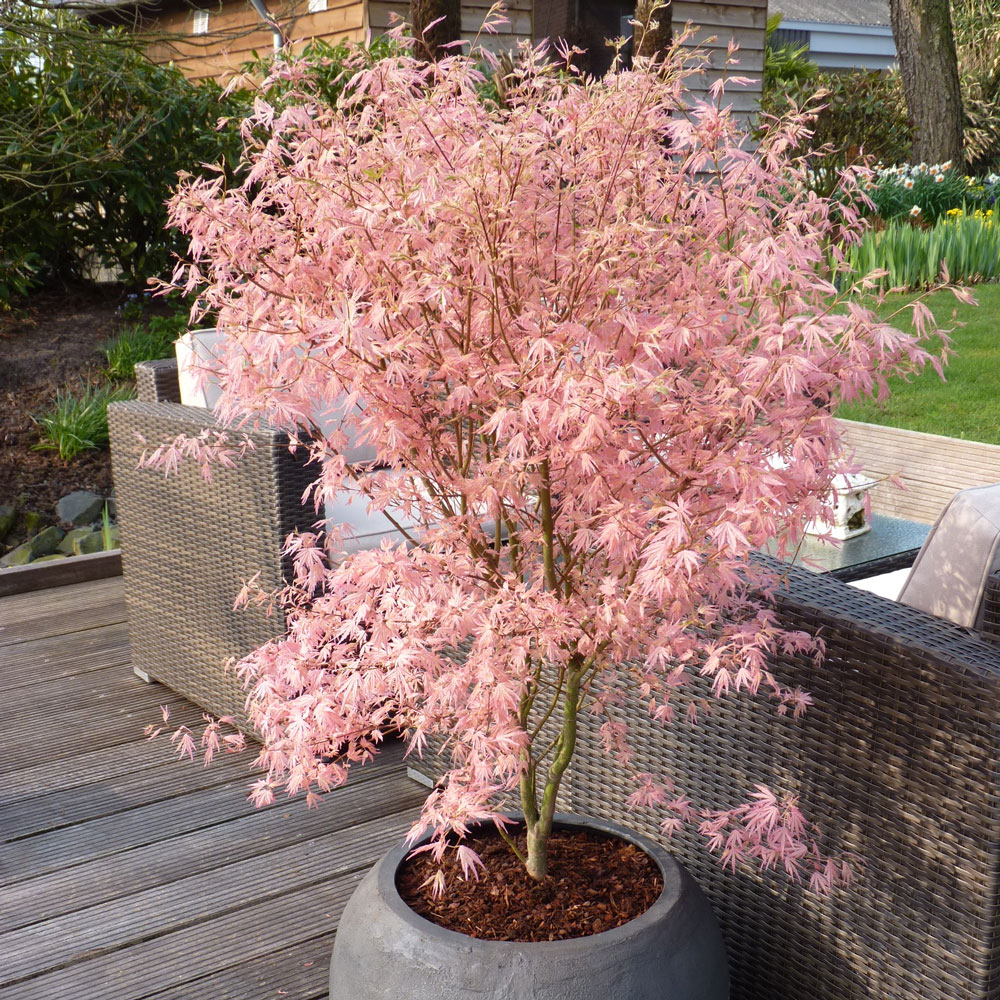 Acer palmatum Fächerahorn Taylor 80-100cm 
