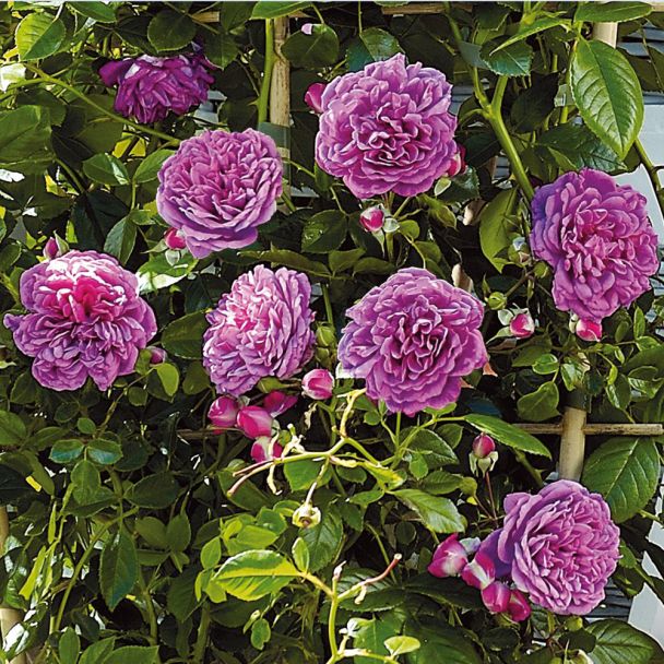 Starlet® Miniclimber-Rose 'Melina®'