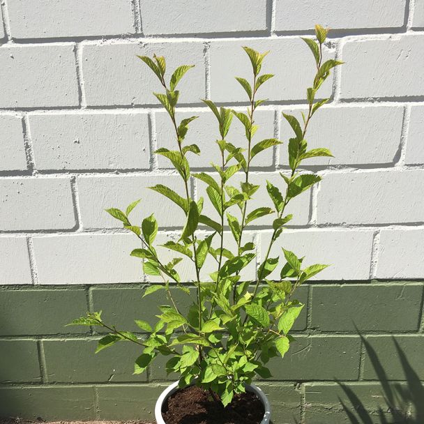 Nankingkirsche Prunus tomentosa Orient