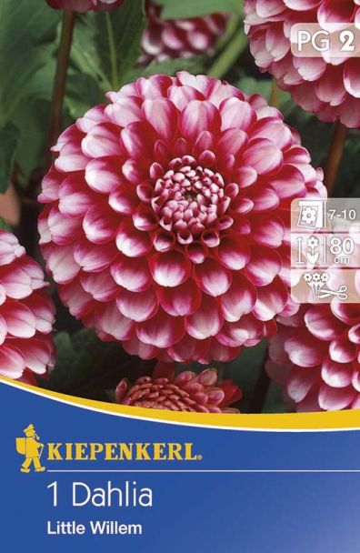 Pompon-Dahlien 'Little William'