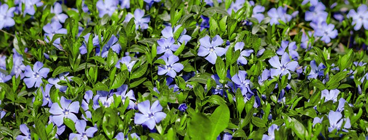 Stauden Ahrens Sieberz Pflanzenversand Gartenbedarf