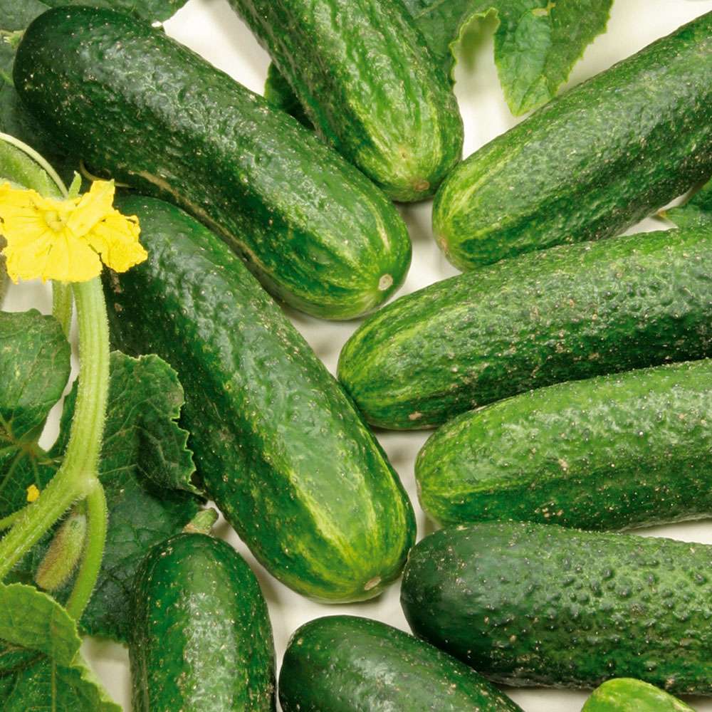 Гибрид огурца. Огурец вояж f1. Семена огурцов пучковые самоопыляемые. Огурец зозуля f1. Семена огурца гибрид.