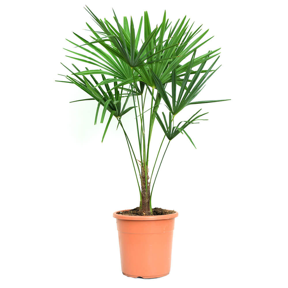 Chinesische Hanfpalme kaufen | Ahrens+Sieberz - Pflanzenversand &  Gartenbedarf
