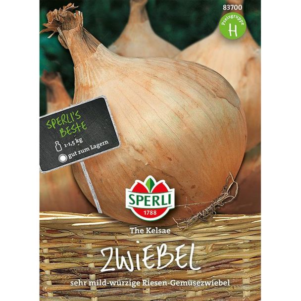 Riesen-Zwiebel 'The Kelsae'
