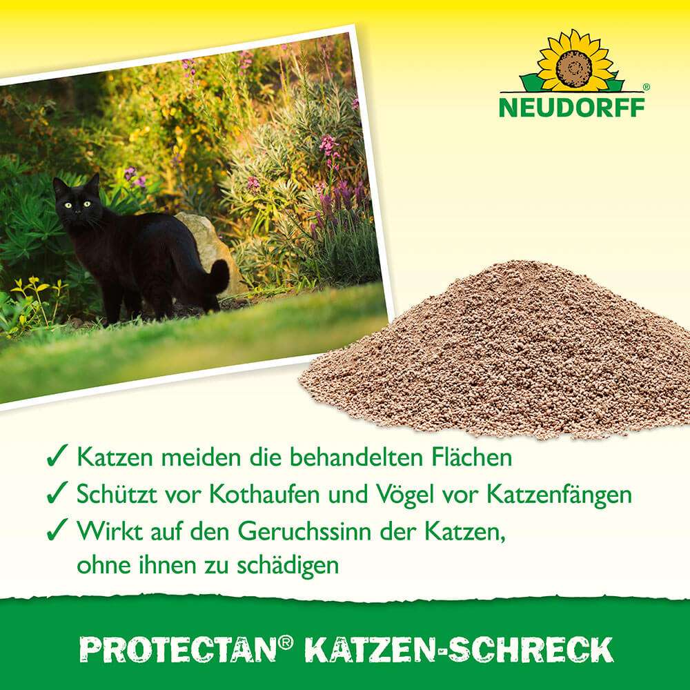 saatgut pak choi Asiasalat Pak Choi Samen  samenfritze