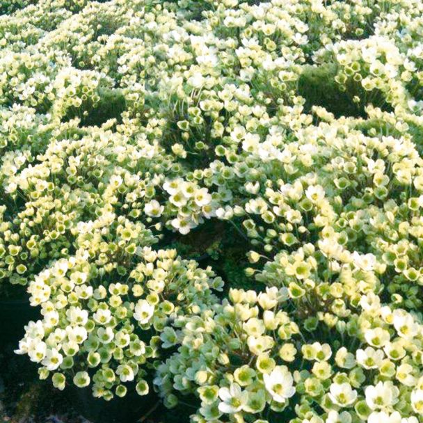 Weiße Bodendecker-Zwerg-Clematis 'Ovation®'