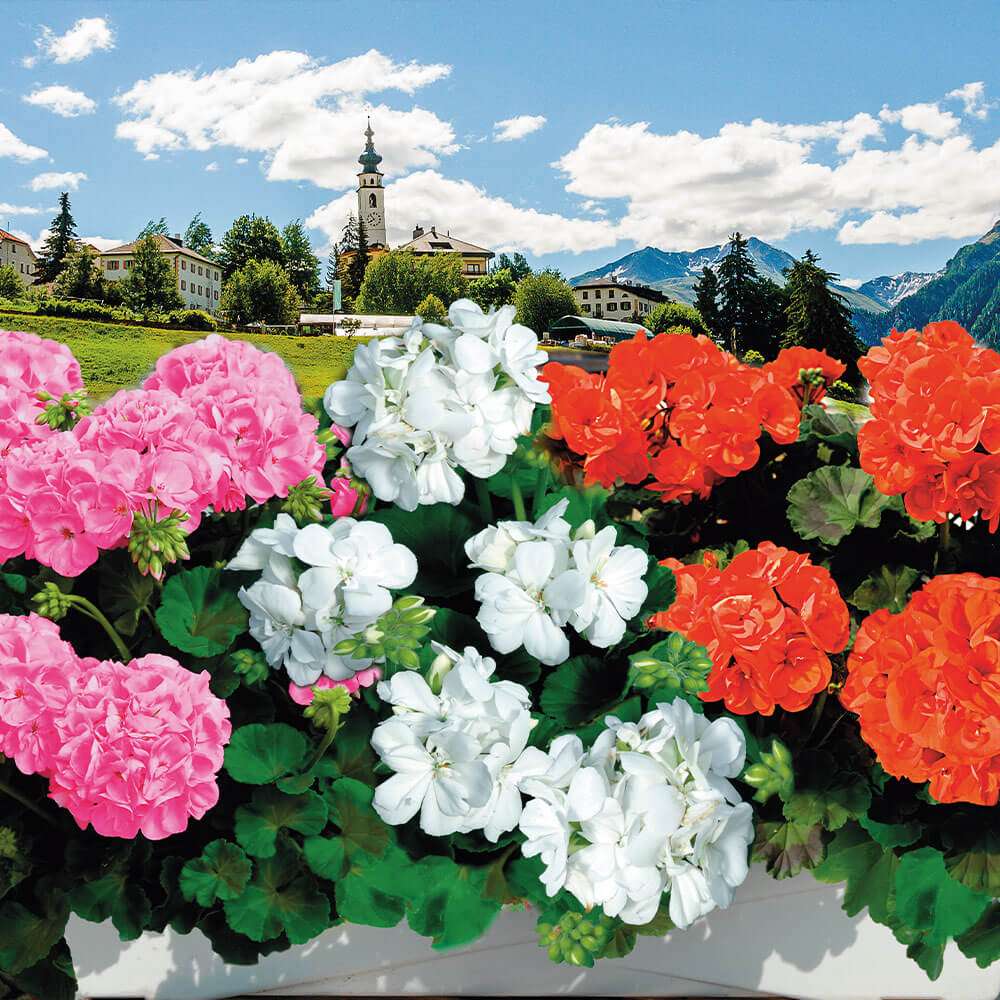 Geranie Sunrise® Heidiland Alpengeranien im Sparset kaufen Ahrens
