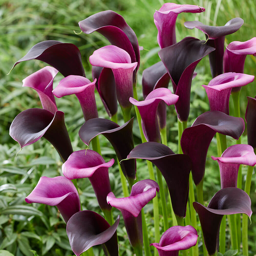 Calla Midnight Symphony kaufen Ahrens+Sieberz Pflanzenversand