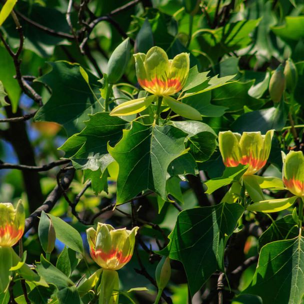 Tulpenbaum Tulipo - Der Klimabaum