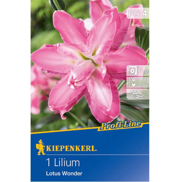 Lilium Lotus Wonder