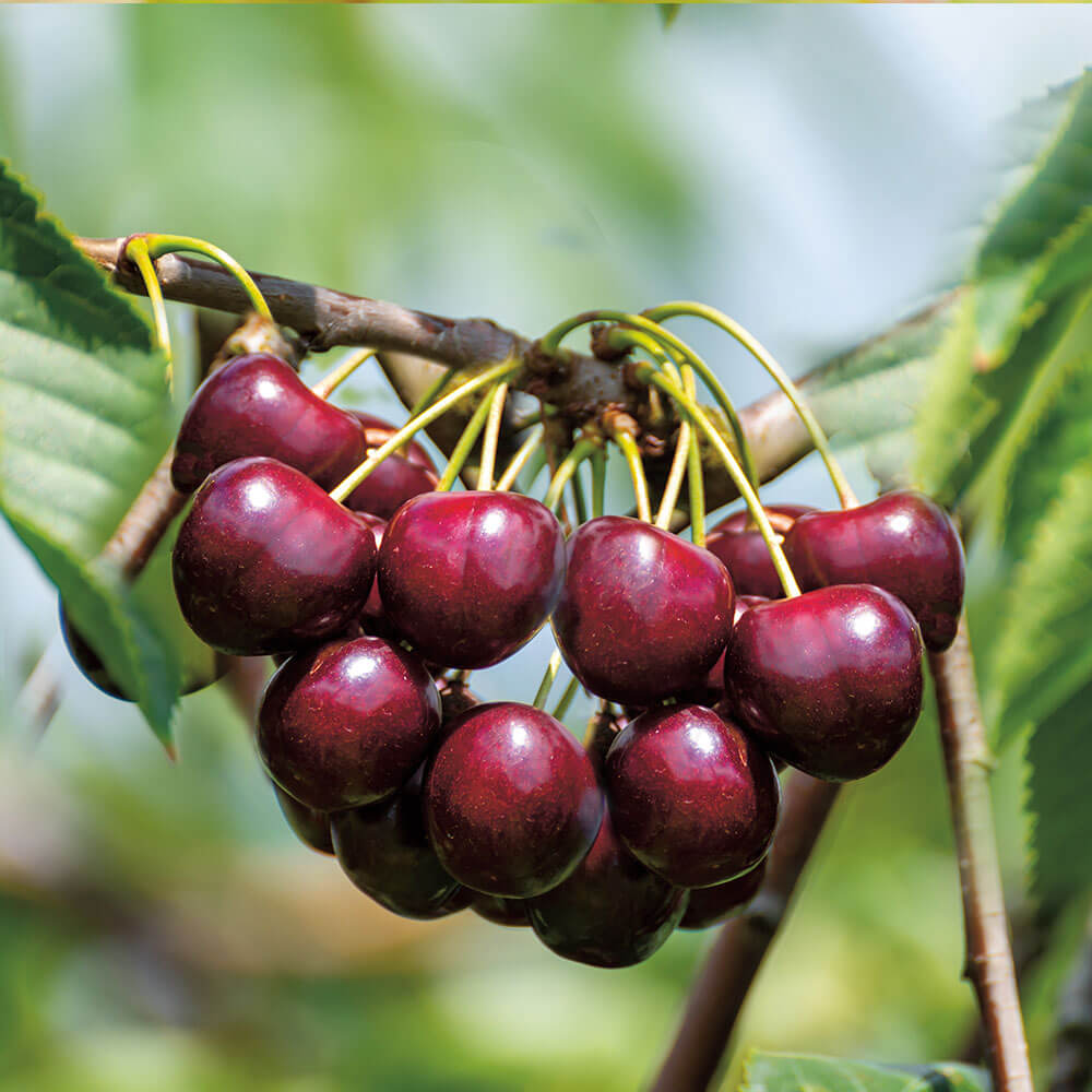 Riesen-Süßkirsche 'Sunburst' | Obstgehölz | Kirschen | Obst |  Ahrens+Sieberz - Pflanzenversand & Gartenbedarf