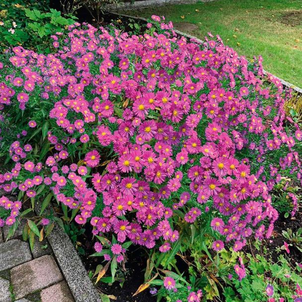 Kissen-Aster rosa