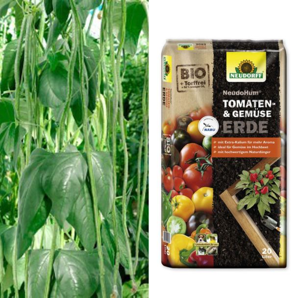 Fadenlose Stangenbohne 'Meterbohnen' + NeudoHum® Tomaten- und Gemüseerde (Sparangebot)