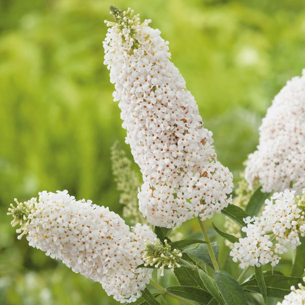 Zwergflieder 'White Swan'