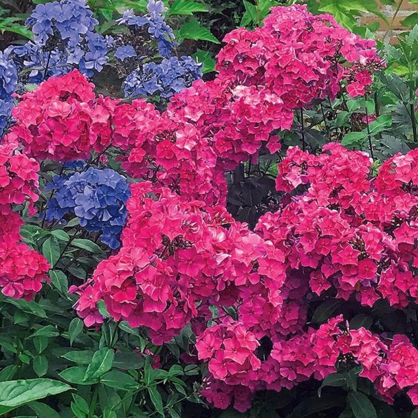 Phlox, rot