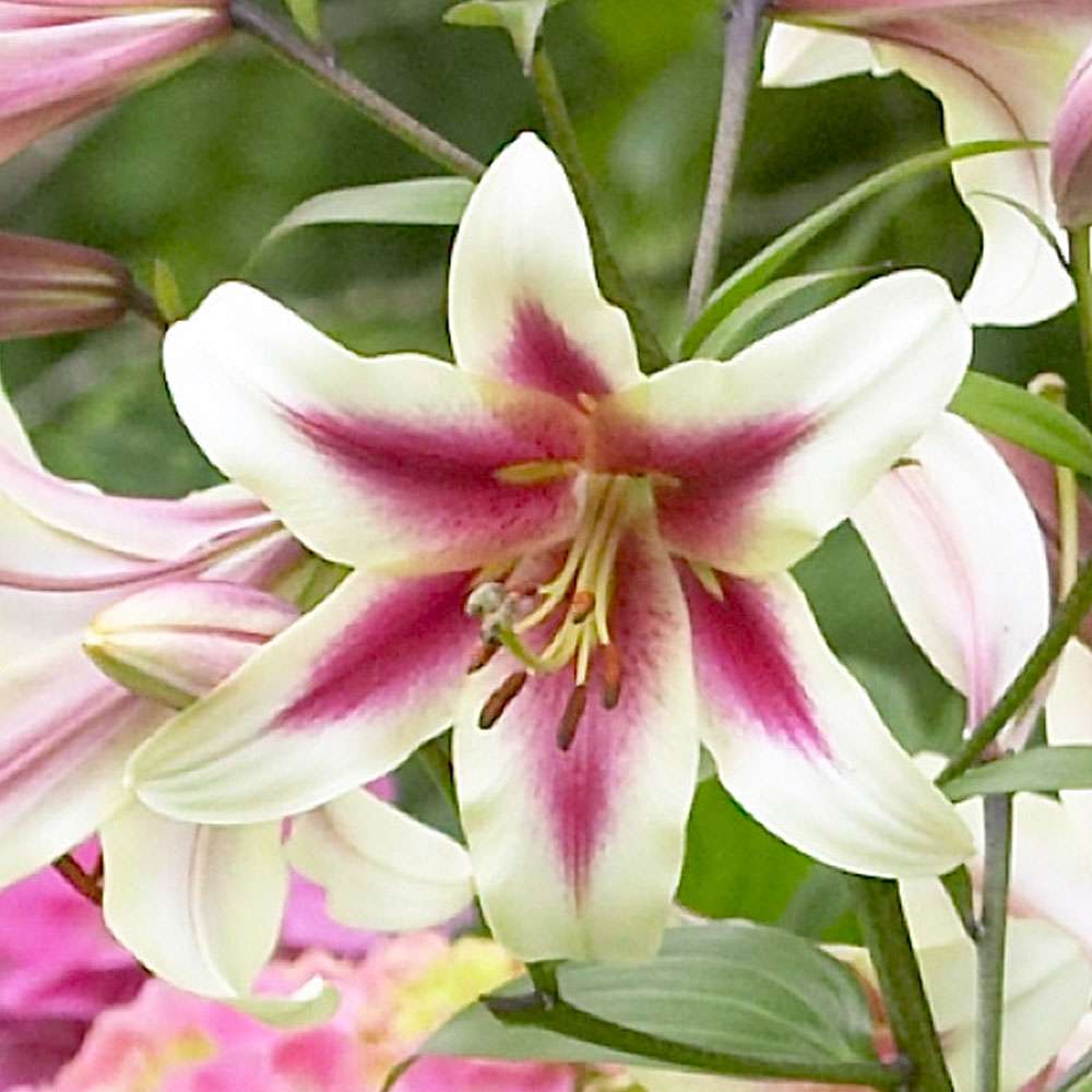 SetPreis 4 Riesen Baum Lilien Lilien Blumenzwiebeln Ahrens