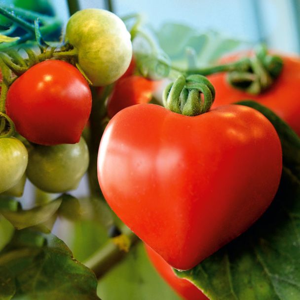 Herz-Tomate 'Lovely'