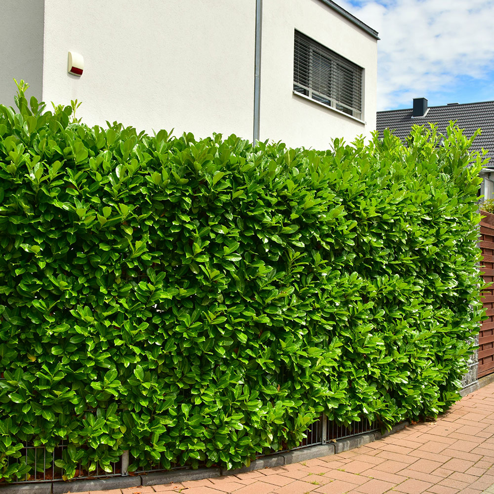 ligustrum sempervirens Buy Ligustrum Rotundifolium from CJs Plant Farm – CJ's Plant Farm main image 1