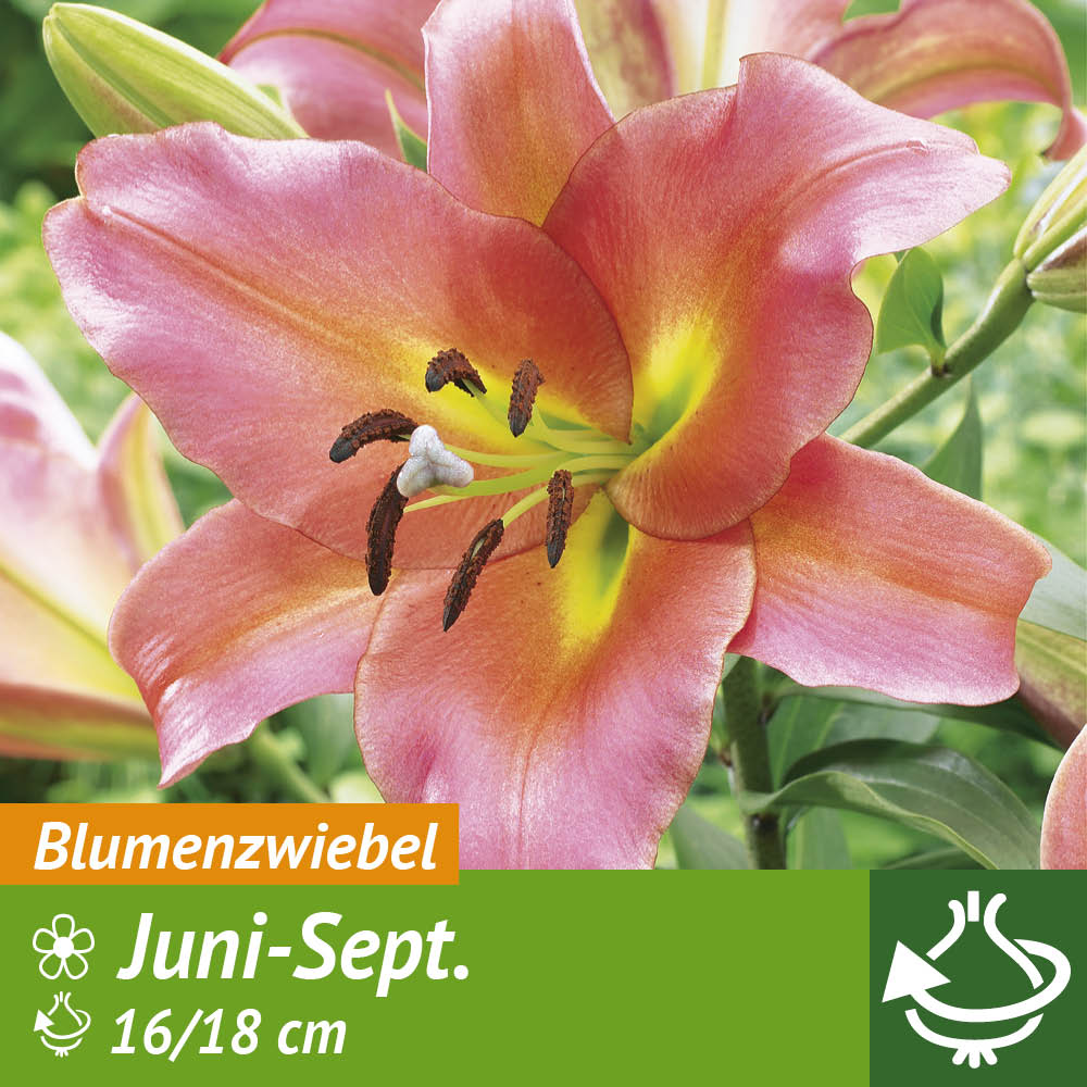 RiesenBaumLilien On Stage Lilien Blumenzwiebeln Ahrens+Sieberz
