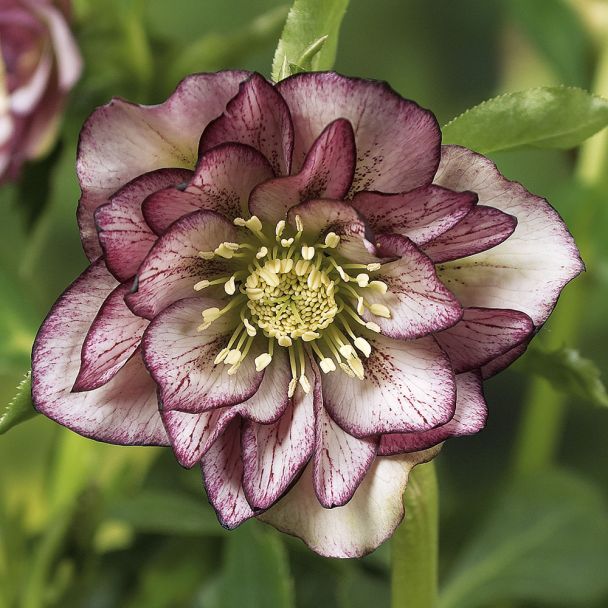Christrose 'Ellen Picotee®'