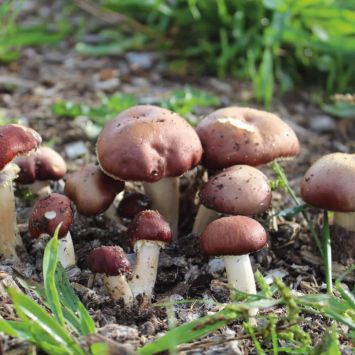 'Braunkappen' Waldgarten-Pilze