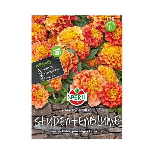Studentenblume 'SPERLI's Chameleon'