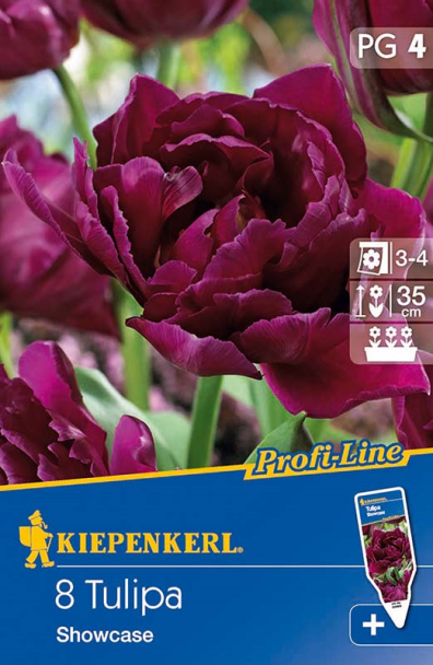 Tulpe `Showcase` - Blumenzwiebel