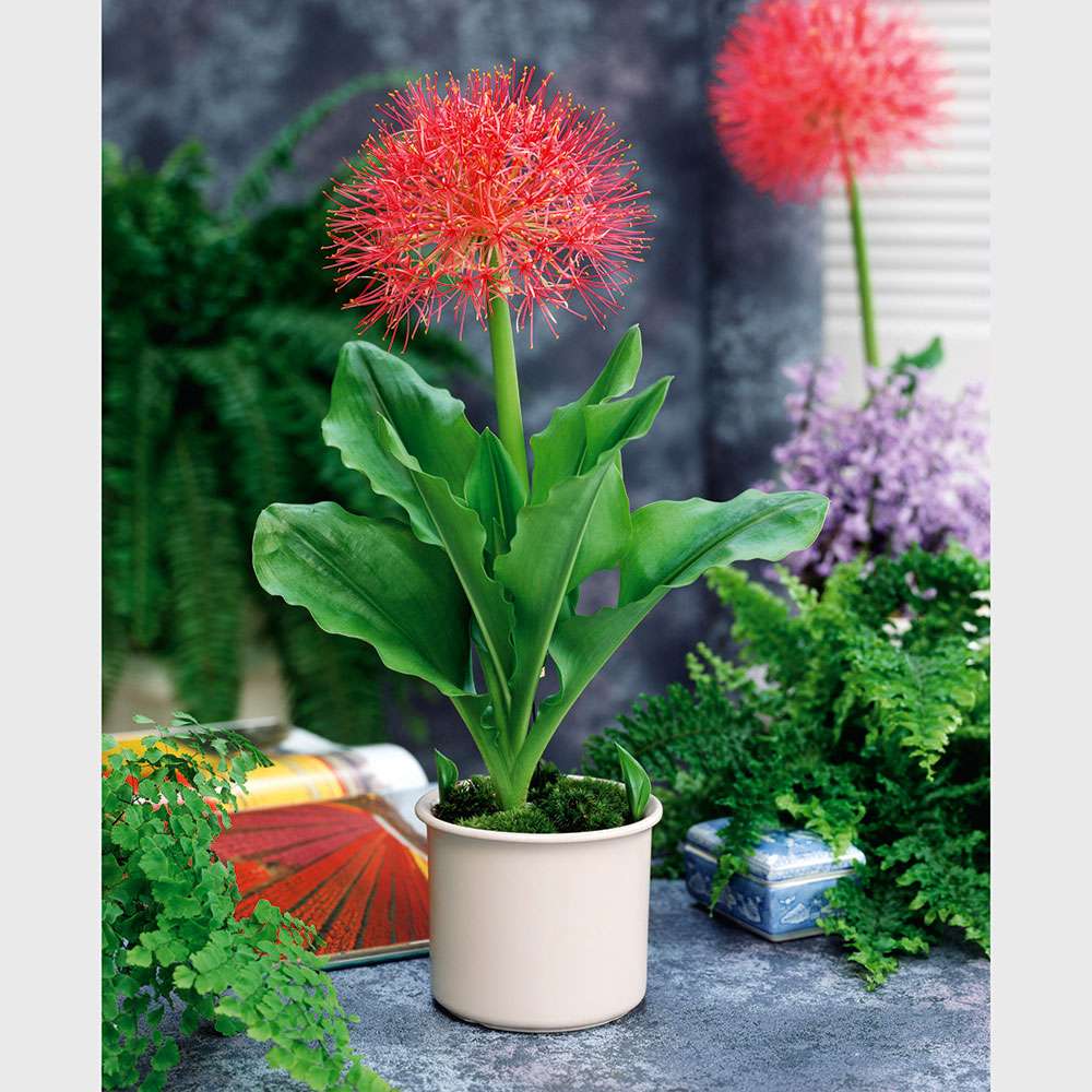 Blutblume Zimmerpflanzen Balkon & Sommerblumen Ahrens+Sieberz