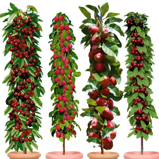Set-Angebot 4 Säulenobst-Bäume: Victoria, Ruby, Redcats®, Jachim