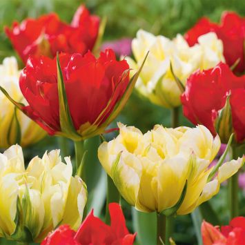 Tulpenmix Sweet and Love Valley