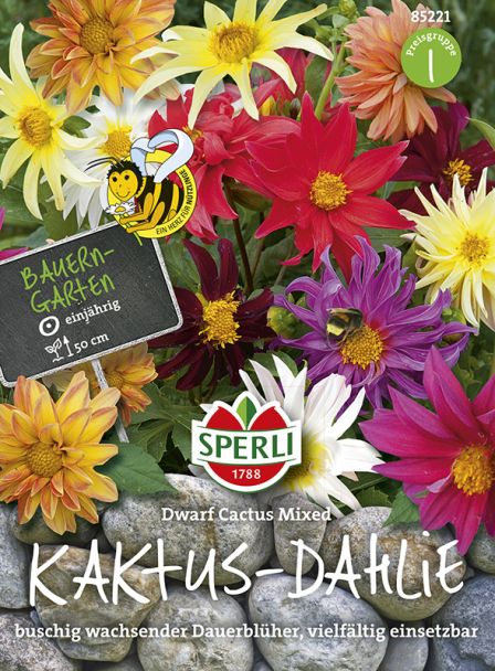 Kaktus-Dahlien 'Dwarf Cactus Mix'