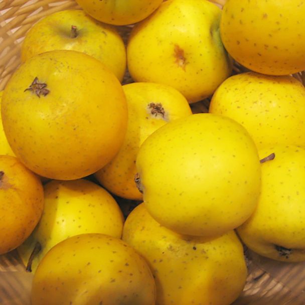 Winterapfel Ananasrenette - Apfelbaum