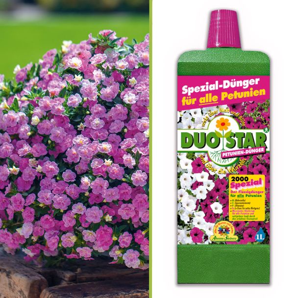 Chameleon Mini-Petunie Super Pink (inkl. Dünger) im Sparset
