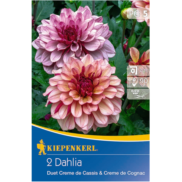 Duett Dahlien Creme de Cognac und Creme de Cassis