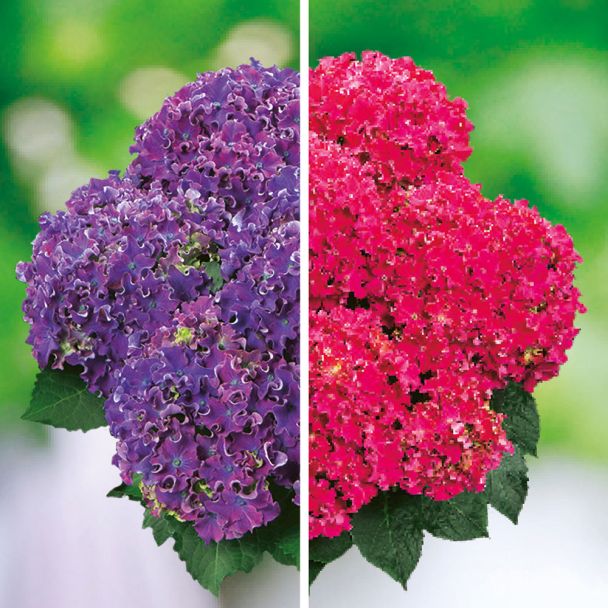 Set-Preis: 2 x Hortensien 'Curly®'
