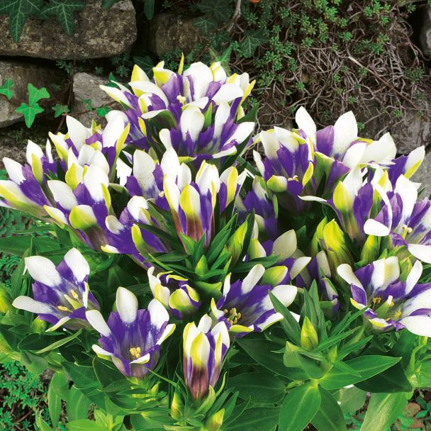 Blau-Weißer Enzian 'Royal Stripes'