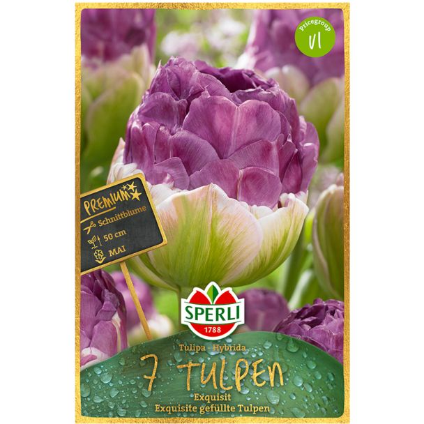 Sperli Premium Tulpen Exquisit