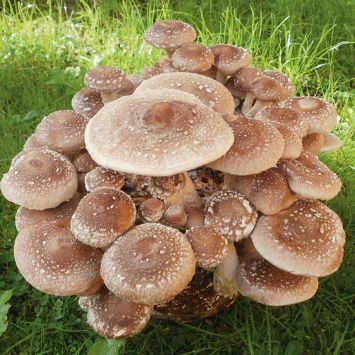 BIO Shiitake Impfstäbchen