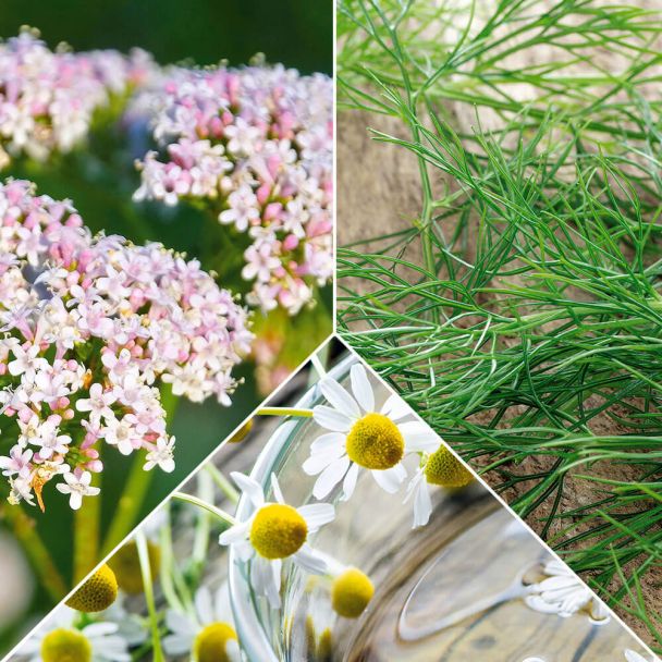 Sortiment Tee Baldrian, Kamille, Fenchel