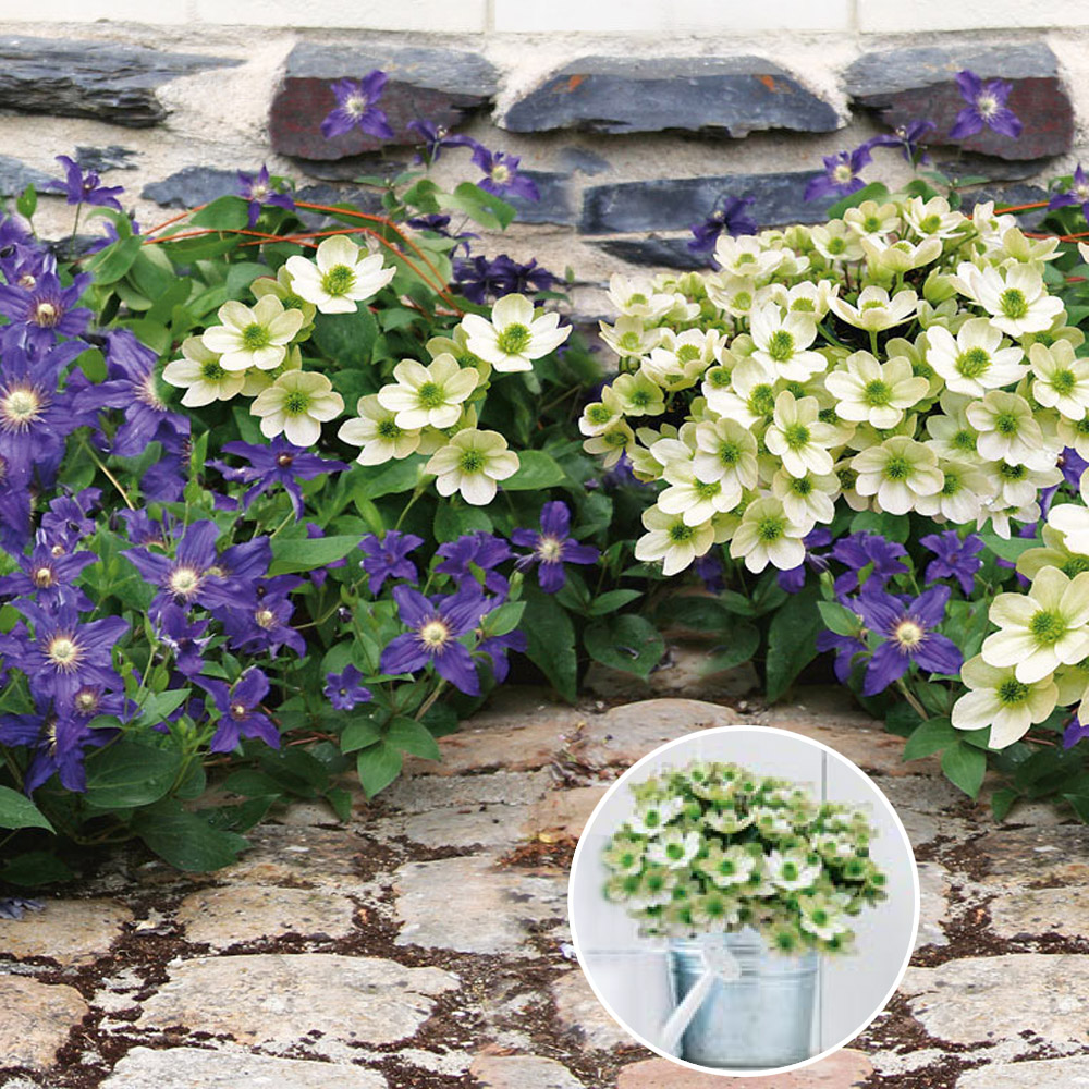 Bodendecker Clematis Riverdance die schonsten blumenbilder