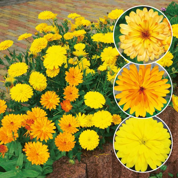 Set-Preis: 9 x Winterharte Ringelblumen 'Winter Wonders®'