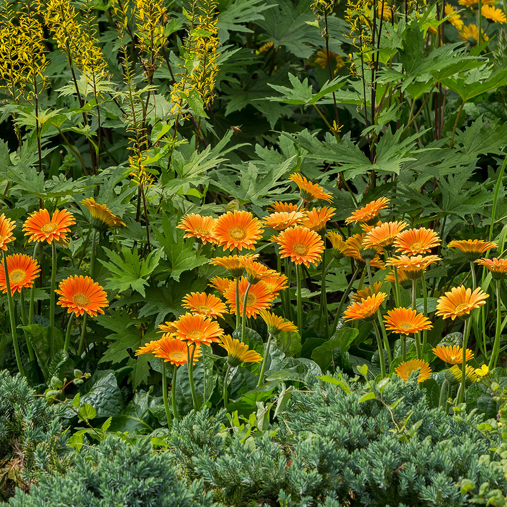 Winterharte Gerbera 'Garvinea®' (Gelb) kaufen Ahrens+Sieberz