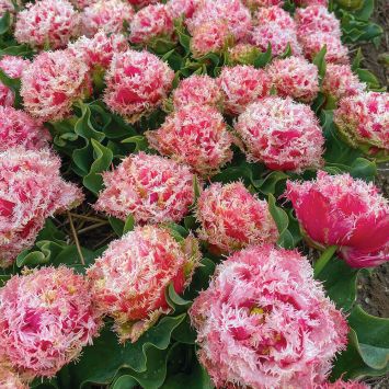 Tulpe Byron Bay