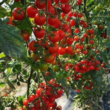 Tomatenpflanzen harzfeuer - Unsere Auswahl unter der Menge an Tomatenpflanzen harzfeuer!