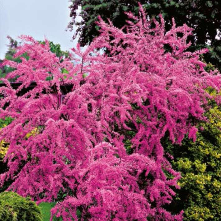 Tamariske kaufen | Ahrens+Sieberz - Pflanzenversand & Gartenbedarf