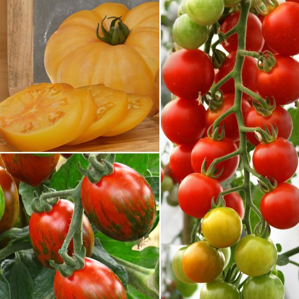 Set-Preis: 1 Ananas-Tomate, 1 CherryLady F1, 1 My Love F1