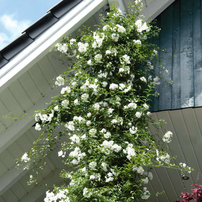 Kletter-Jasmin | Kbelpflanzen | Balkonpflanzen | Ahrens+Sieberz -  Pflanzenversand & Gartenbedarf