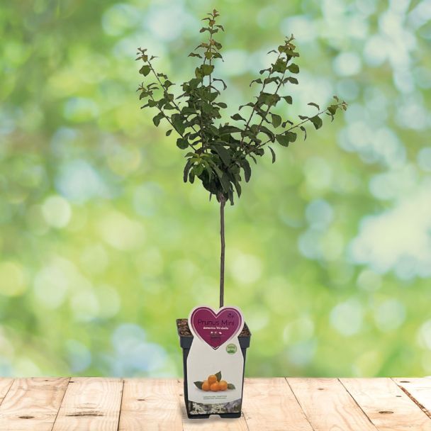 Zwergmirabelle (Stämmchen)