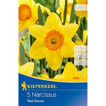 Narzisse `Red Devon` - Blumenzwiebel
